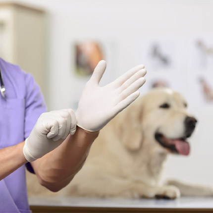 Veterinary gloves shop