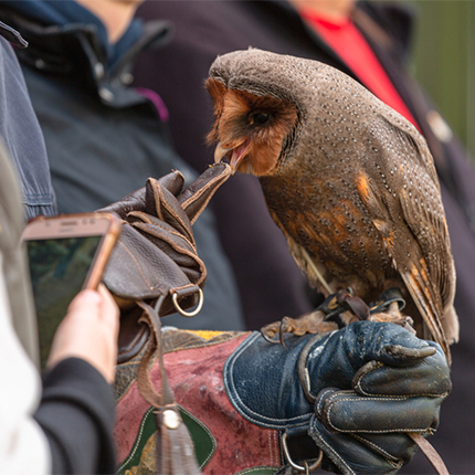 Bird Handling Gloves