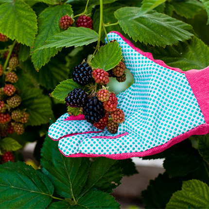 Bramble Gloves