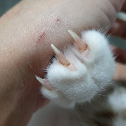 Cat Scratch Resistant Gloves