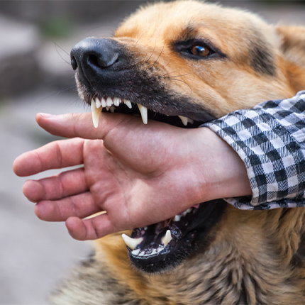 Dog Bite Gloves