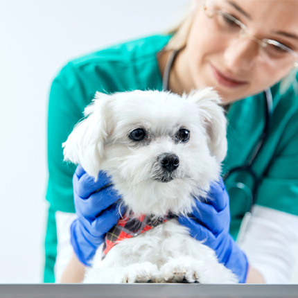 Dog Handling Gloves