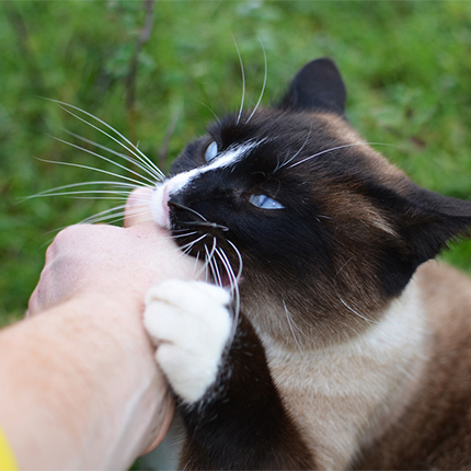 Feral Cat Handling Gloves