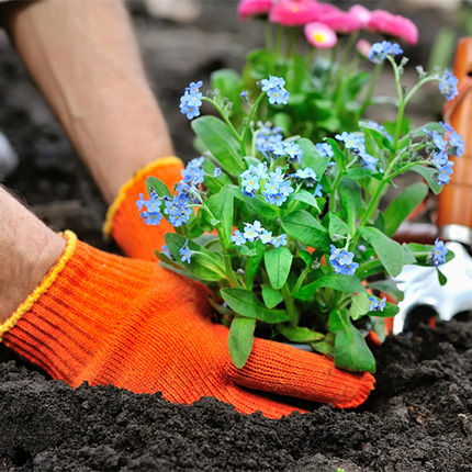 Planting Gloves
