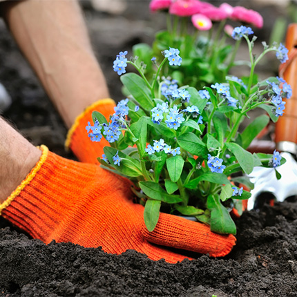 Planting Gloves