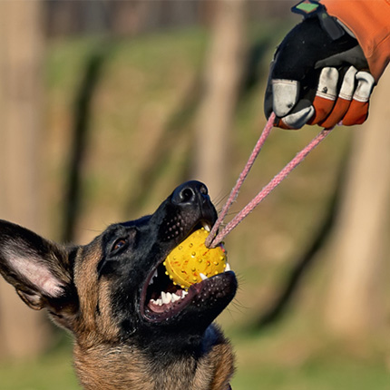 Protective Gloves for Dog Training