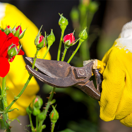 Rose Pruning Gloves