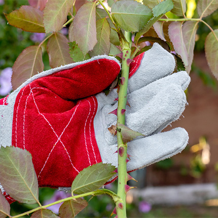 Thorn Proof Gardening Gloves