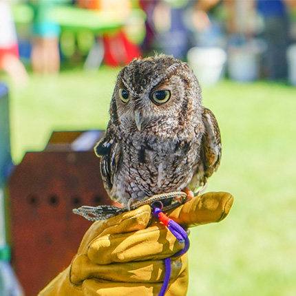 Animal Handling Gloves Animal Handling Gloves