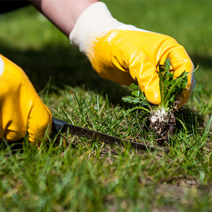 Weeding Gloves