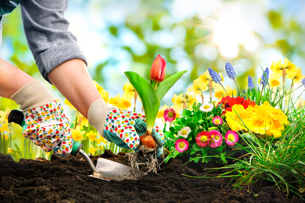 We've got Gardening Gloves for all tasks and all weathers