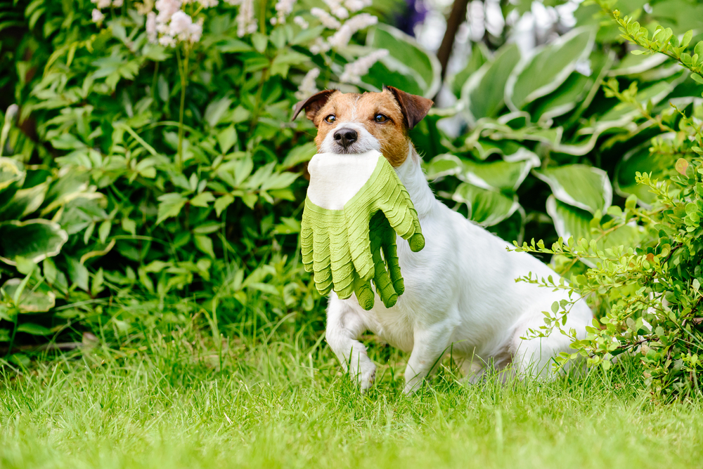 Heavy duty gardening gloves are ideal for most gardening jobs