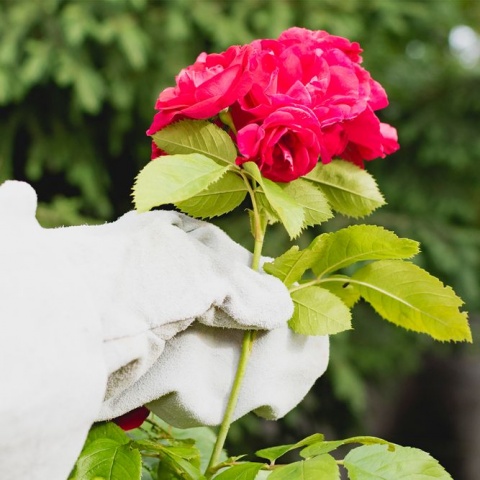 Best Thorn-Proof Gardening Gloves 2023