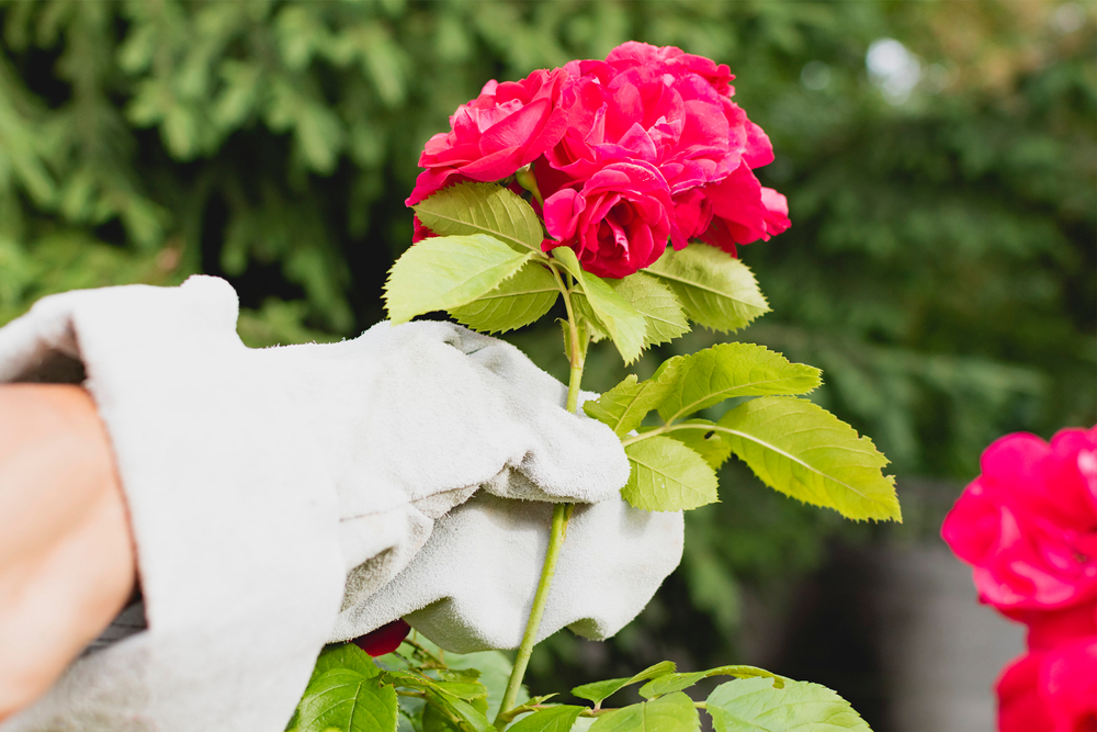 Thorn proof gloves can protect your hands while pruning roses